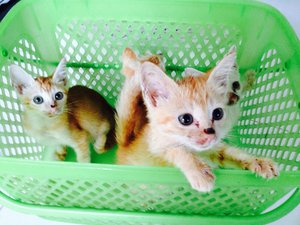 Quarantine kittens