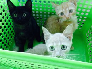 Quarantine kittens