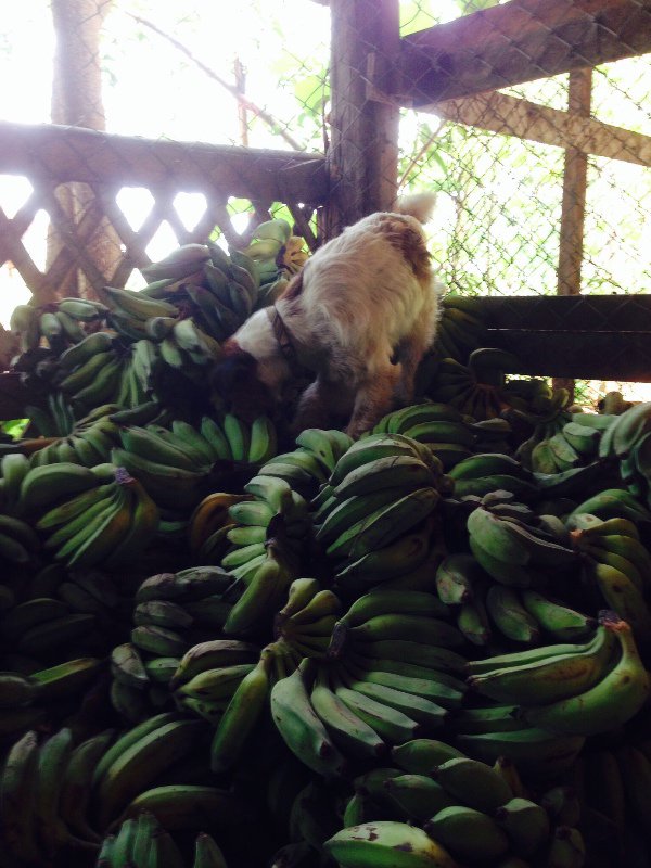 Storing the bananas