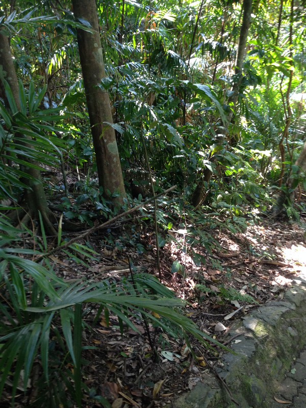 Jungle walk in Kuranda 