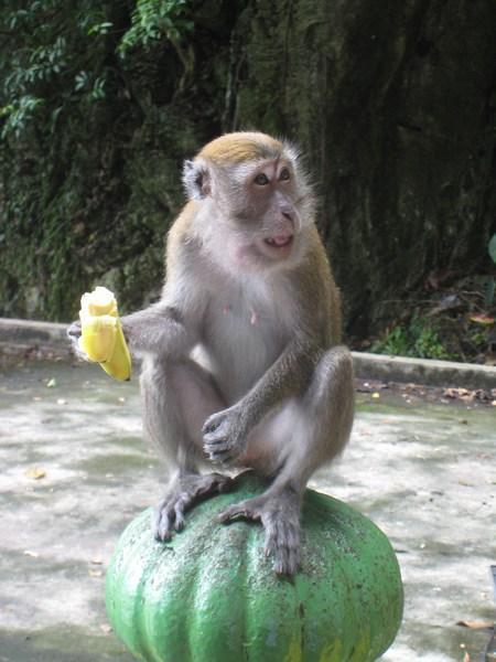 One of the many monkeys at the Batu Caves