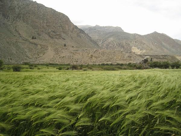 The Wheat Fields of Marpha