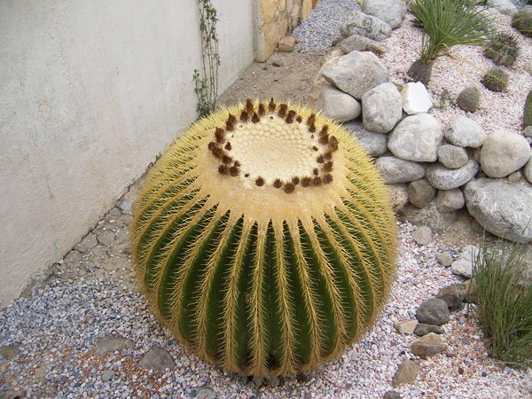 A strange cactus