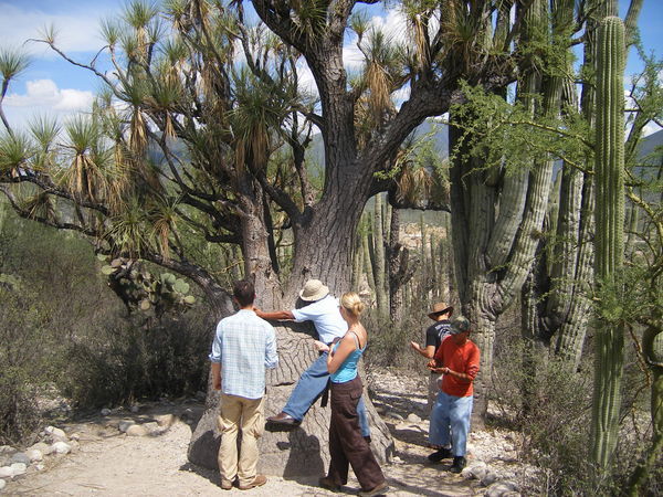 Tree hugging at the cactus forest.