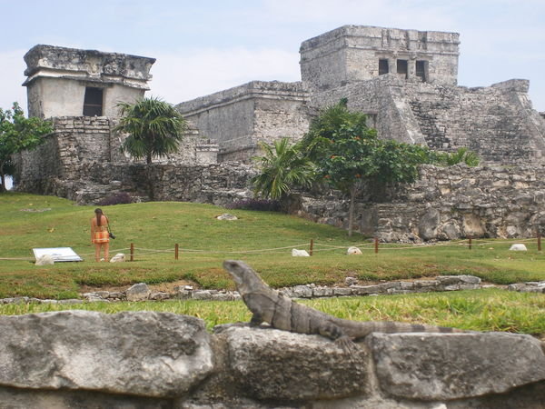 Tulum ruins, and an iguana