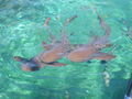 Sharks at shark alley, a popular snorkelling site