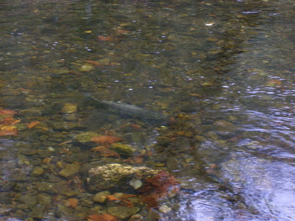 A Salmon - its the start of the Salmon spawning season