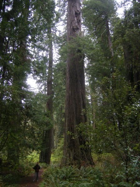 Big redwoods (and Ben for scale)