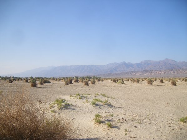 Devil's cornfield - Death Valley