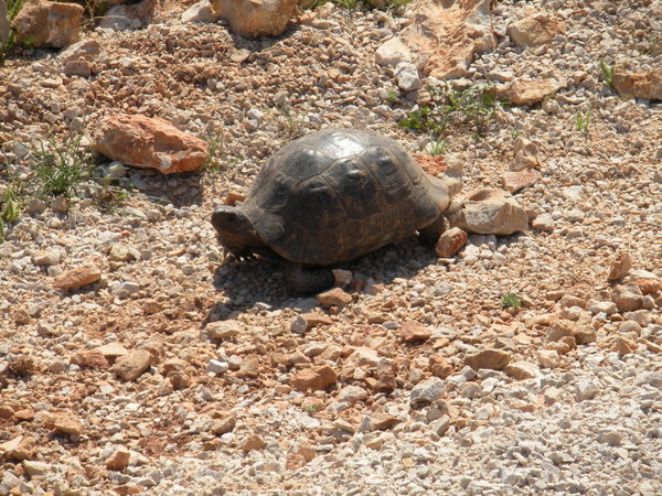 Tortoise crossing