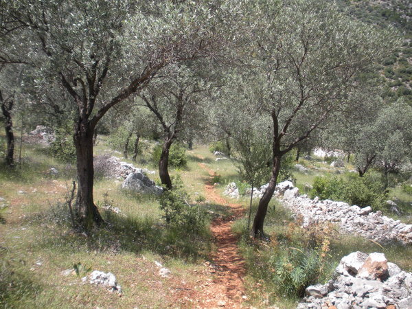 Old olive groves