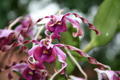 Dendrobium Concham x Dendrobium lasianthera