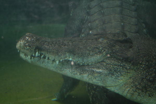 Scary Crocs