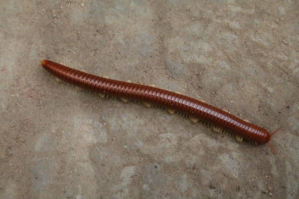 Centipede or millipede?