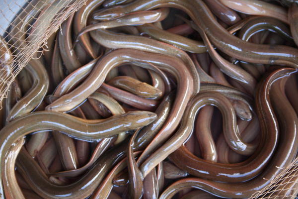 Eels at the market
