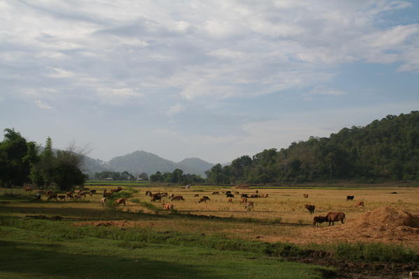 M'Lieng Village farmland