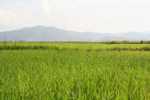 M'Lieng Village rice fields
