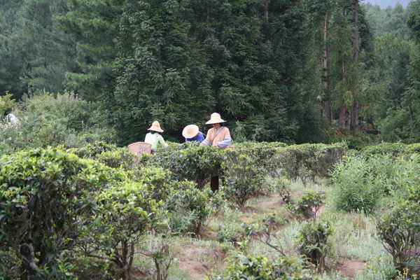 Women workers in the bush