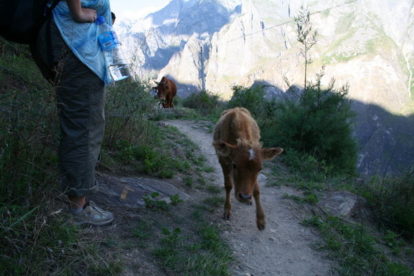 No room for humans and cows on the narrow mountainside trail