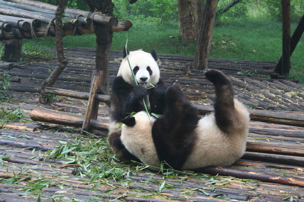 Playful pandas in the morning
