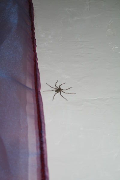 This spider doesn't look big and scary but it was!