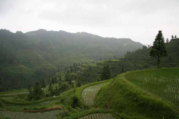 Surrounded by rice terraces