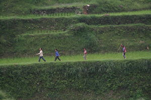 Boys on the terraces