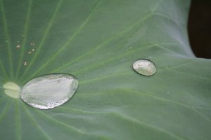 Dew drops on lotus leaf