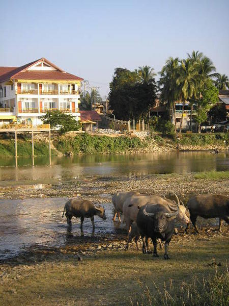 Bringing the water buffalo home, Vang Vieng