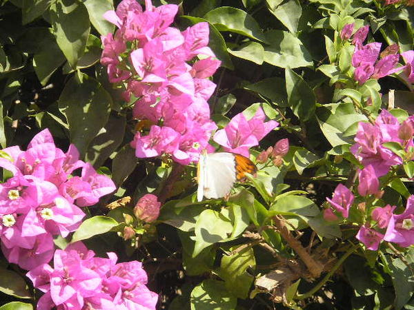 Butterfly on Bouganvillea