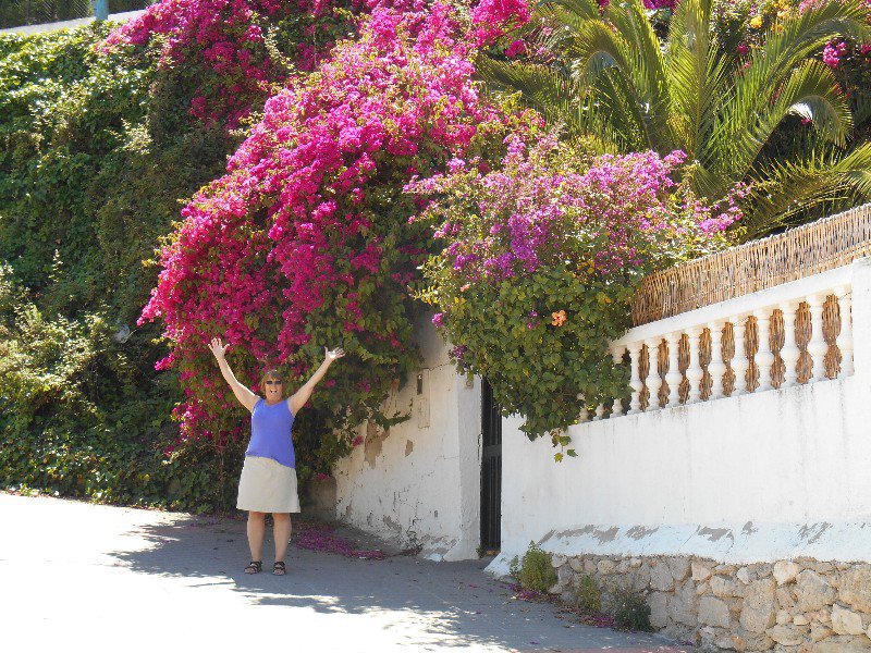 Many beautiful flowering plants in the south of Spain.