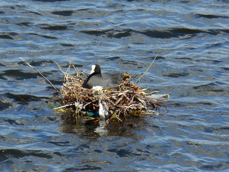 Nesting ducks on the canal