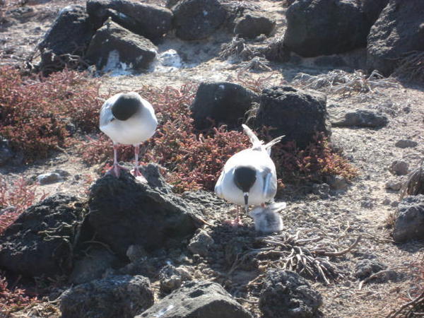 Swallow tailed gull chicks