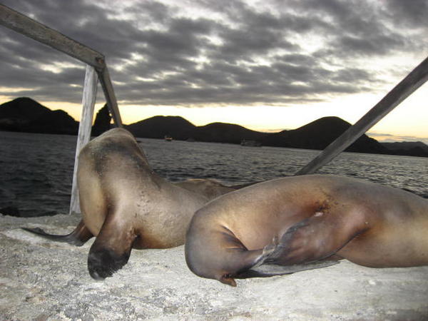 Sea lions in the sunset