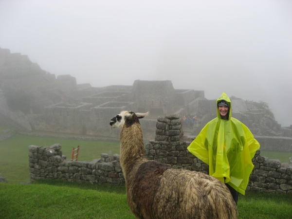 Llamas in the rain on the top of Machu Picchu