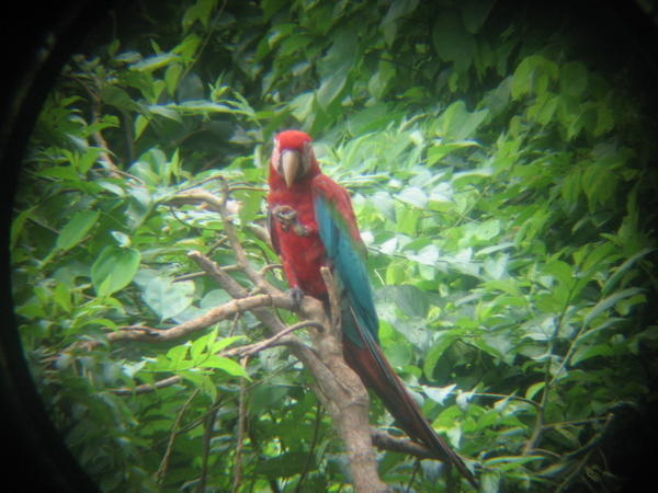 Macaw through a binocular lense