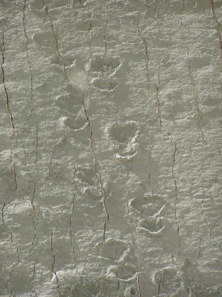 Brontesaurus tracks
