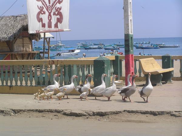 Beach geese at  P. Lopez