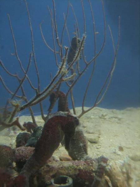 seahorses under the sea