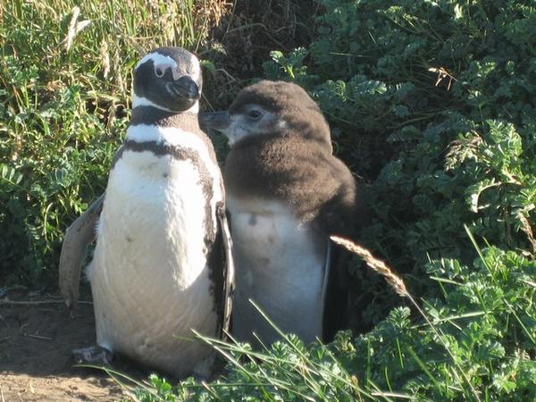 Penguin teenagers