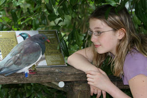 Adrianne and the Wood Pigeon