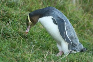 A Yellow-Eyed Penguin