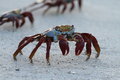 Sally Lighfoot Crabs