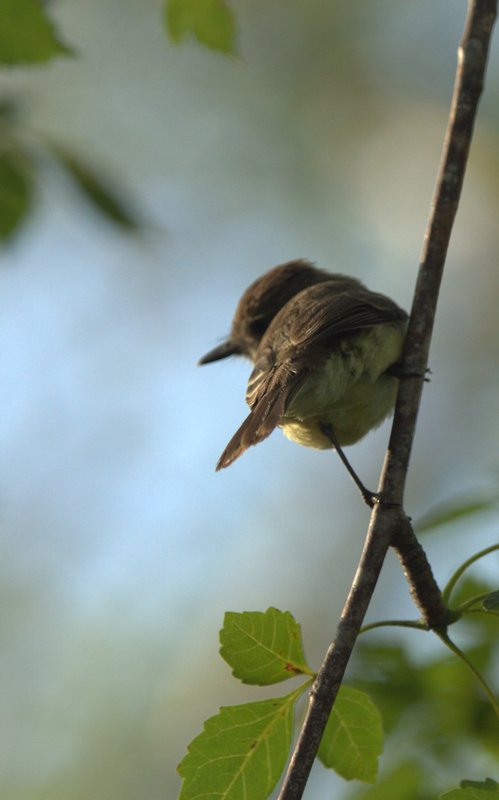 Warbler Finch