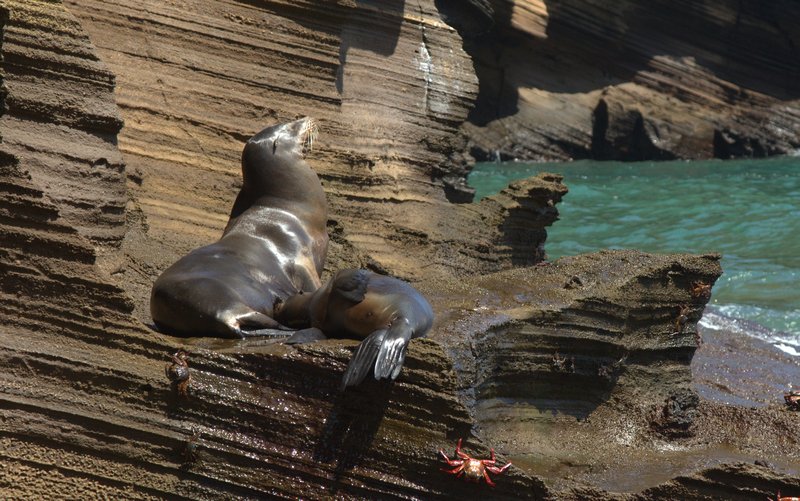 Sea Lion (Mom and Pup)