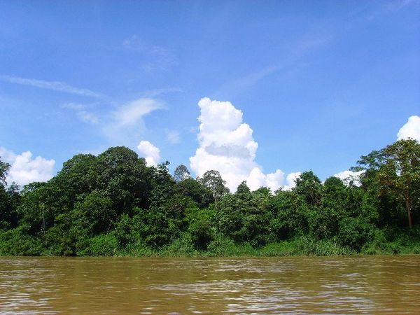 From the boat on the way into the jungle