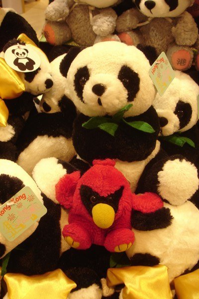 New Panda friends