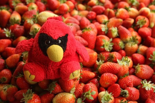 Blending in with strawberries