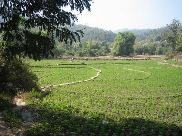 Thailand Rice Fields