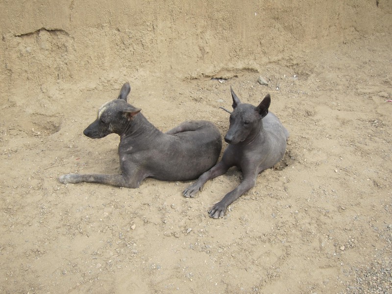 Peruvian hairless dogs